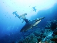 diving1